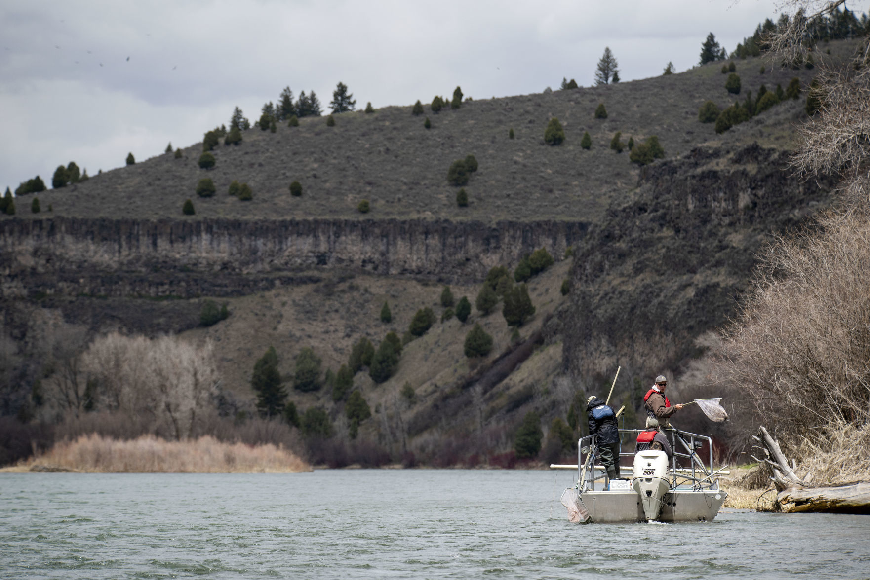 Rainbow trout electrofishing